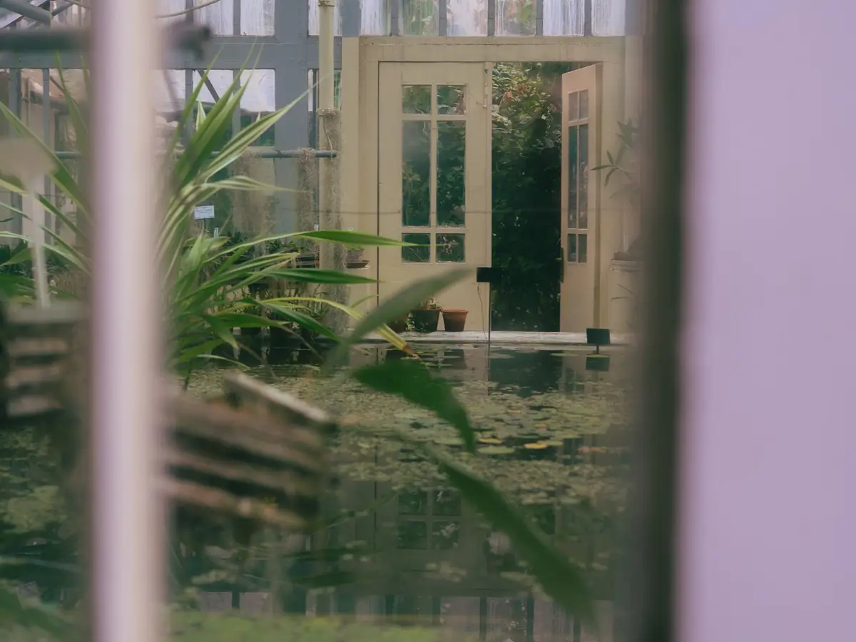 Inside a glasshouse with a glazed roof and open doors