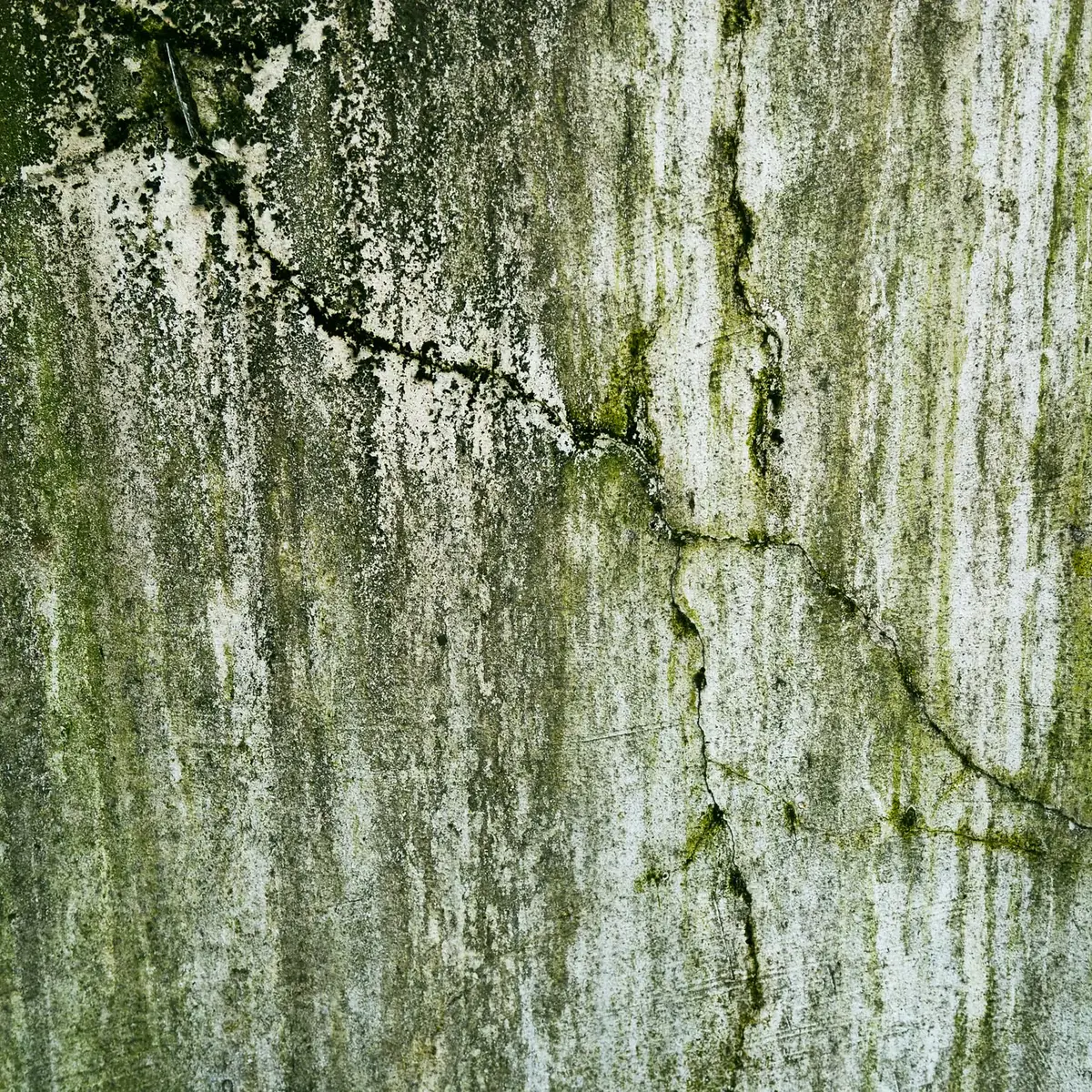 Damp-stained wall with cracked plaster and algae