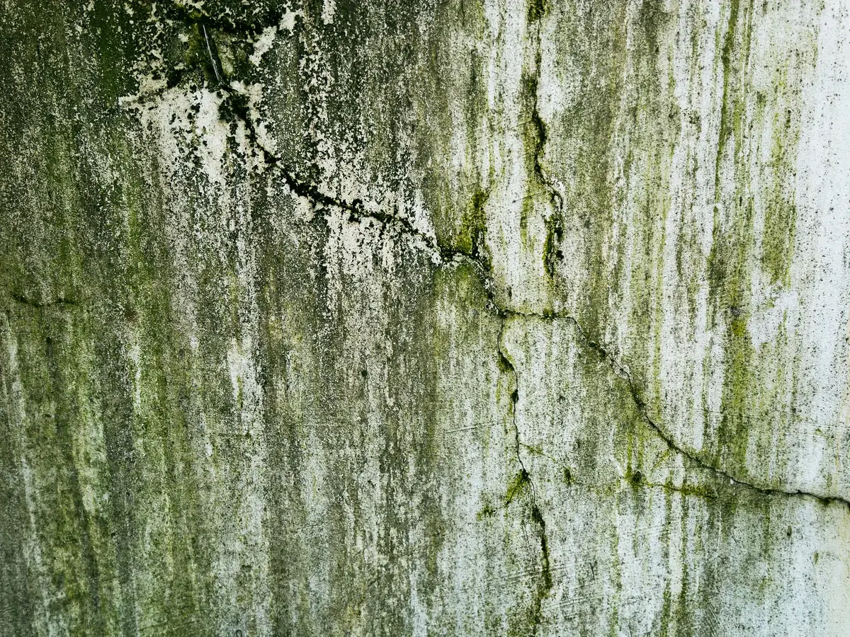 Cracked plaster with algae staining on a damp wall