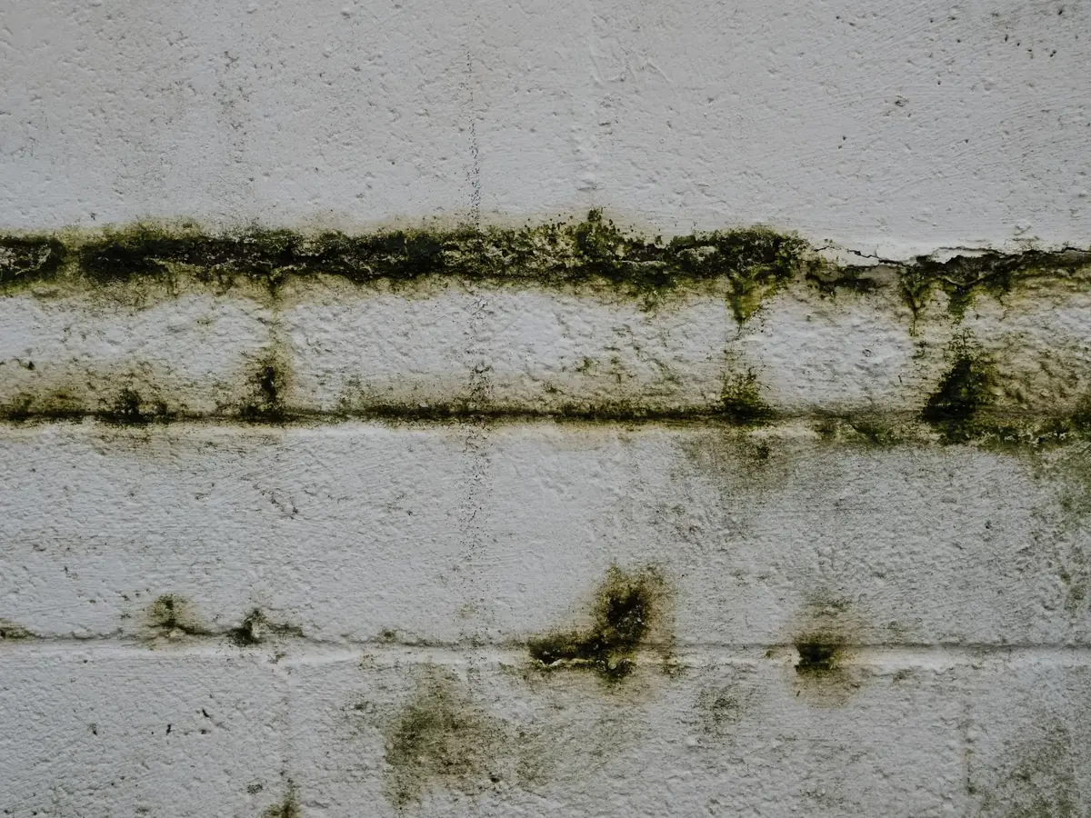 Moss growing on an old damp brick wall